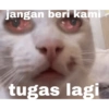 MEME KUCING 12