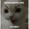MEME KUCING 14