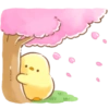 Pollito Floral 13