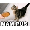 MEME KUCING 9