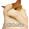 MEME KUCING 16