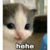 Stiker meme kucing 8