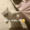MEME KUCING 15