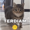 Stiker meme kucing 16