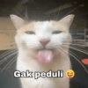 Stiker meme kucing 17