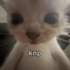 Stiker meme kucing 18