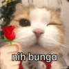 Stiker meme kucing 12