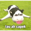 Filter sapi tiktok viral 9