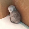 Cute cat 17