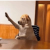 Dog meme 16