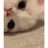 Cute cat 22