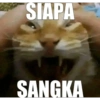 Meme kucing viral 14