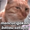 Meme stiker kucing🐱 5