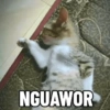 Meme stiker kucing🐱 7