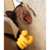 Meme stiker kucing🐱 10