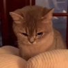 Cute cat 21