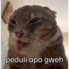 Meme stiker kucing🐱 12