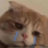 Cute cat 13