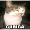 Cat meme  8