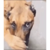 Dog meme 17