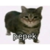 Meme kucing viral 16
