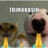 Cat meme  15