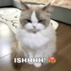 Cat meme  5