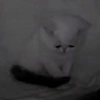 Cute cat 16
