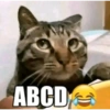 Meme kucing viral 7