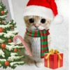 Natal core 5
