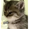 Meme stiker kucing🐱 16