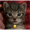 Meme stiker kucing🐱 14