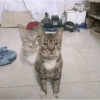 Meme kucing viral 9