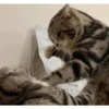 Cute cat 18