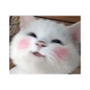 Cute cat 15