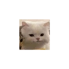 Cute cat 25