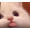 Cute cat 29