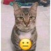 Meme kucing viral 5