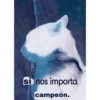 Amarilla 27