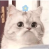 Cute cat 23