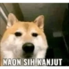 Dog meme 13