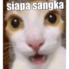 Meme kucing viral 10