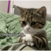 Meme stiker kucing🐱 13