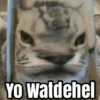 Cat meme  11