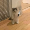 Cute cat 27