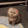 Cute cat 30