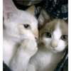 Meme stiker kucing🐱 11