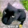 Cat meme  14