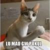 Meme 7