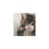 Cute cat 19